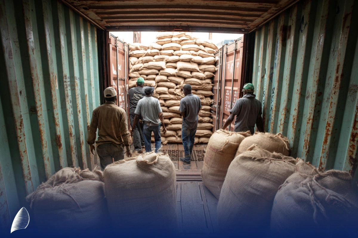 صادرات تخمه