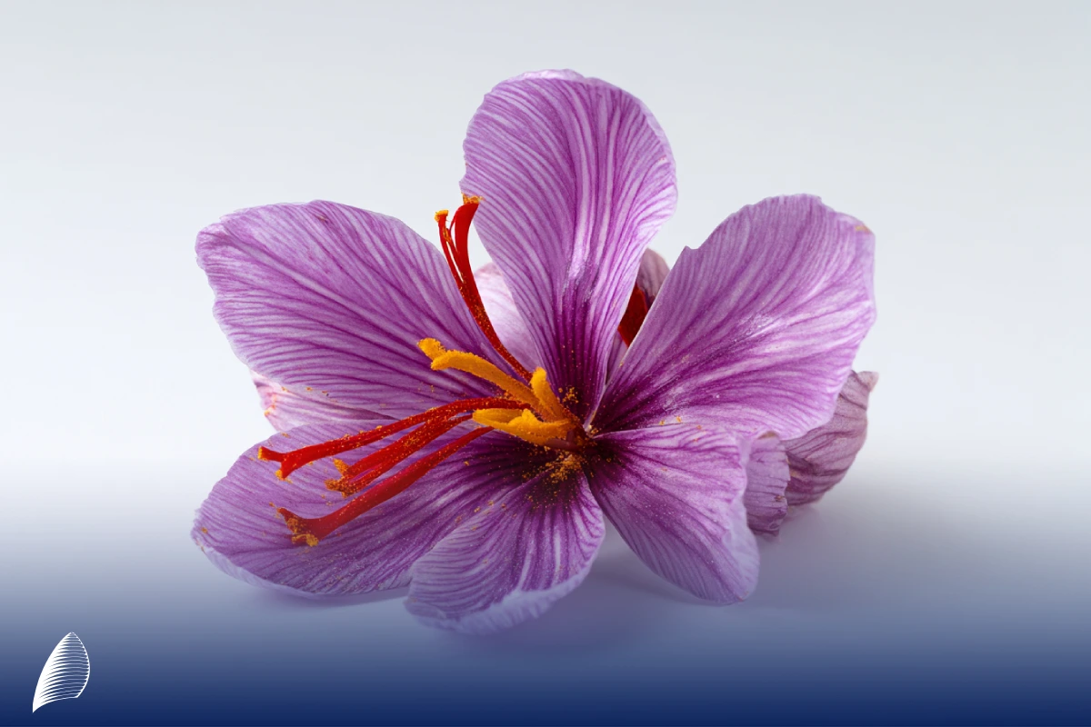 صادرات زعفران